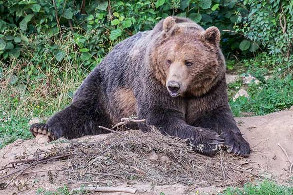 Oso pardo en Velebit