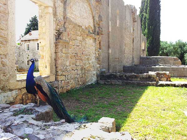 Pavo junto a las ruinas del monasterio benedictino